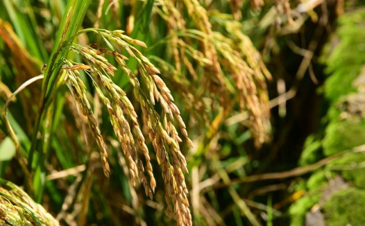 幼儿园大班作业:秋天成熟的农作物有哪些?