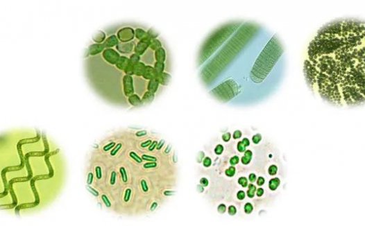 蓝藻知识科普:蓝藻怕“咸”吗?