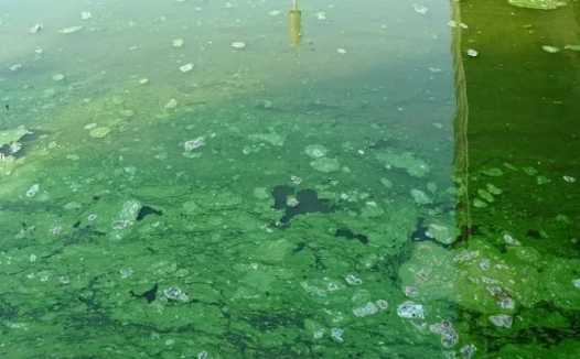 蓝藻知识科普:蓝藻爆发的原因及治理方法?