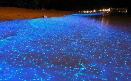 孩子想知道的海洋知识:海水为什么会发光之谜(海火现象)