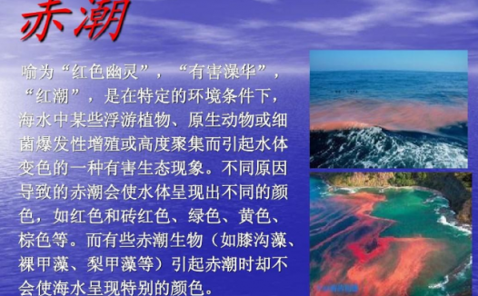 孩子想知道的海洋知识:“赤潮”之谜(什么是赤潮)
