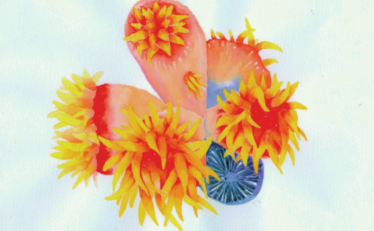 【儿童水彩画教程:海洋动物】珊瑚虫