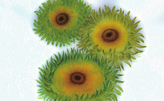 【儿童水彩画教程:海洋动物】海葵