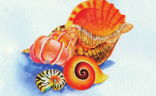 【儿童水彩画教程:海洋动物】海螺