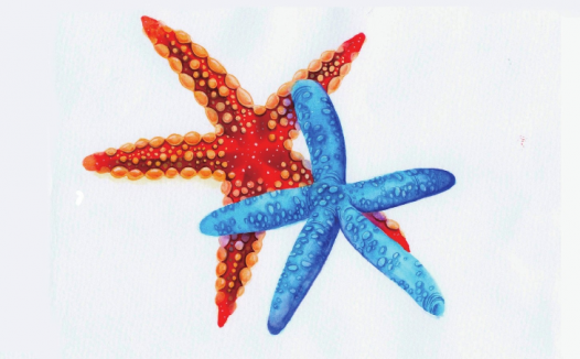 【儿童水彩画教程:海洋动物】海星