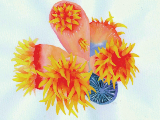 【儿童水彩画教程：海洋动物】珊瑚虫