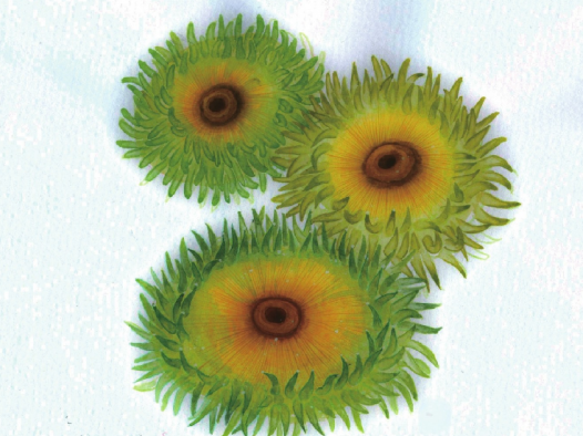 【儿童水彩画教程：海洋动物】海葵