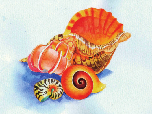 【儿童水彩画教程：海洋动物】海螺