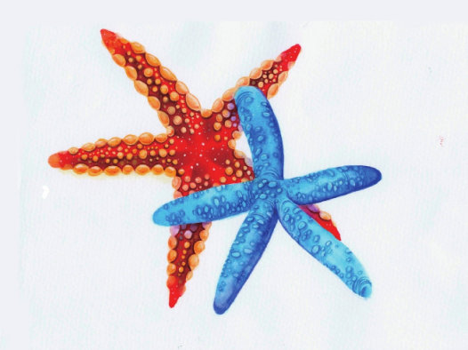 【儿童水彩画教程：海洋动物】海星