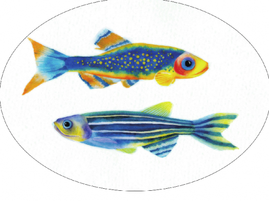 【儿童水彩画教程：海洋动物】斑马鱼