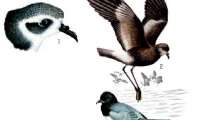 「鸟类百科」海燕