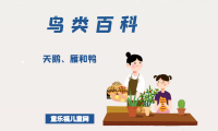 「鸟类百科」天鹅、雁和鸭