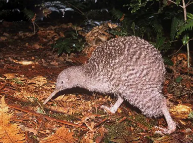 「鸟类百科」几维