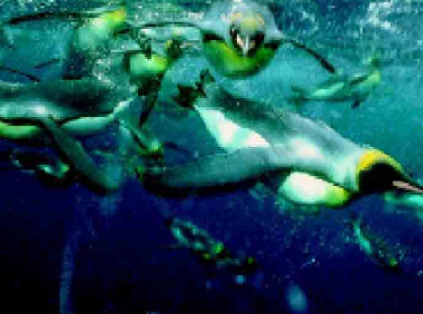 「鸟类百科」企鹅