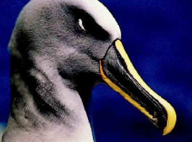 「鸟类百科」信天翁