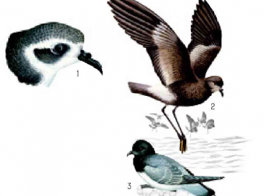 「鸟类百科」海燕