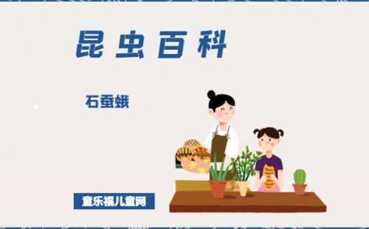 「昆虫百科」石蚕蛾