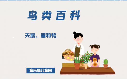 「鸟类百科」天鹅、雁和鸭