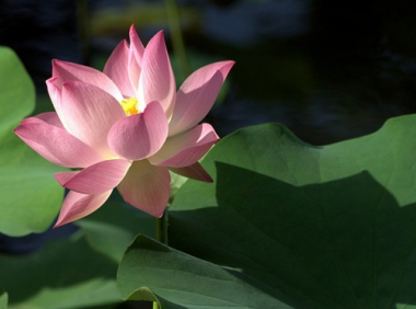 荷花的别称(最美的荷花的十大别称)