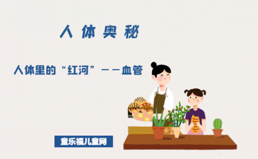 「人体奥秘百科」人体里的“红河”——血管
