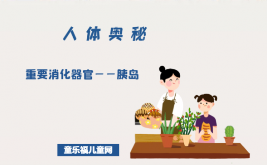 「人体奥秘百科」重要消化器官——胰岛