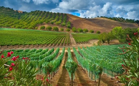 幼儿园中班植树节活动教案《我们的种植园》