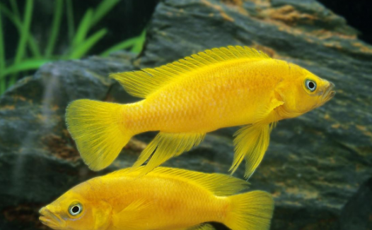 「动物百科」鱼为什么能在水中自由沉浮？（鱼儿沉浮的秘密）