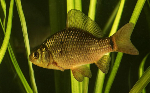 「动物百科」鱼靠什么分辨声音？（鱼儿到底能不能听到声音？）