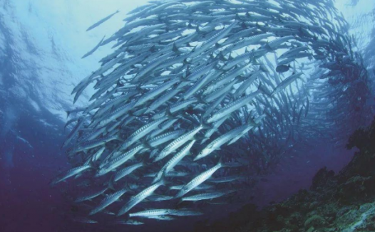 「动物百科」深海鱼为什么能承受巨大的水压？