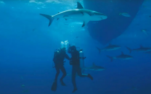 「动物百科」鲨鱼为什么对水里的血腥味极其敏感?(鲨鱼为什么能老远就闻到水中的血腥味?)