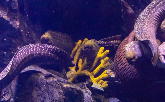 「动物百科」电鳗为什么会放电？（电鳗为什么电不到自己）