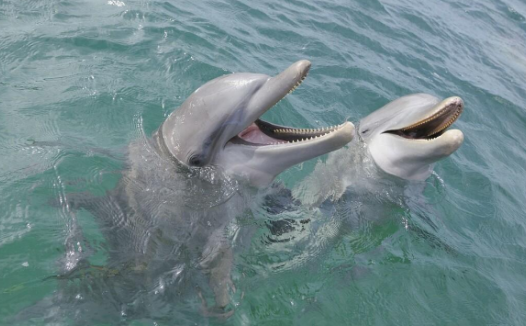 「动物百科」为什么海洋哺乳动物在睡着后不会被淹死？