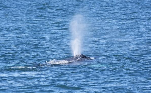 「动物百科」鲸鱼为什么要喷水？