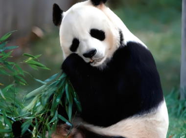 大熊猫是熊科还是猫科?从吃肉到啃竹子,熊猫的进化之路走反了吗?