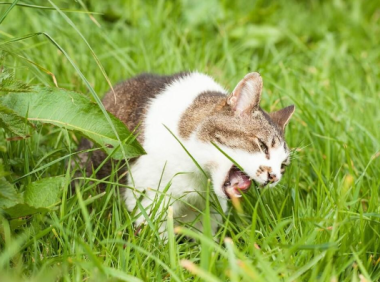为什么后颈肉是猫的“命门”?