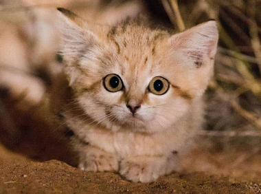 猫是蛇的天敌吗?猫吃了蛇之后会中毒吗?