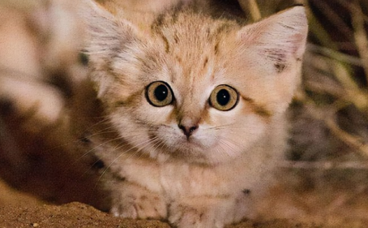 猫是蛇的天敌吗?猫吃了蛇之后会中毒吗?